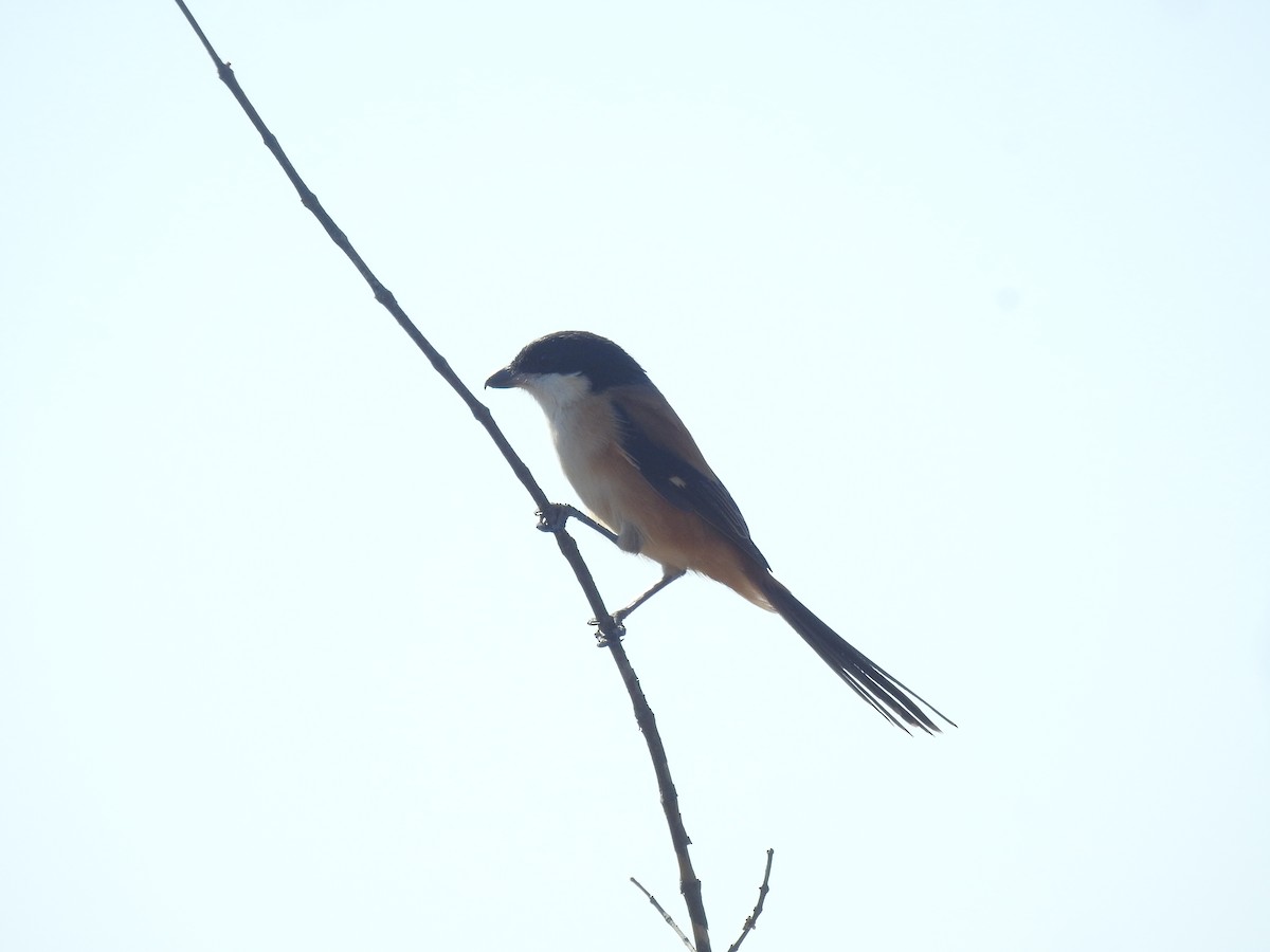 Long-tailed Shrike (tricolor/longicaudatus) - ML646895698