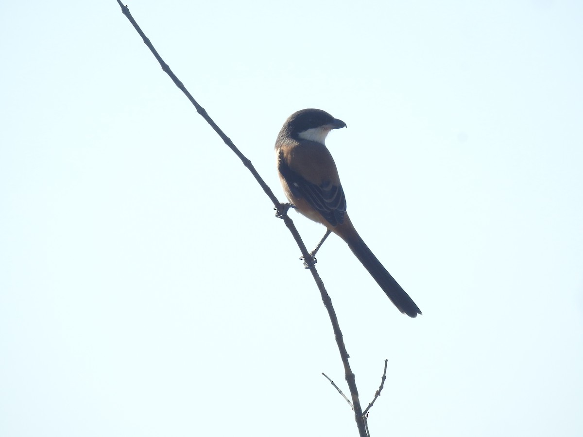 Long-tailed Shrike (tricolor/longicaudatus) - ML646895699