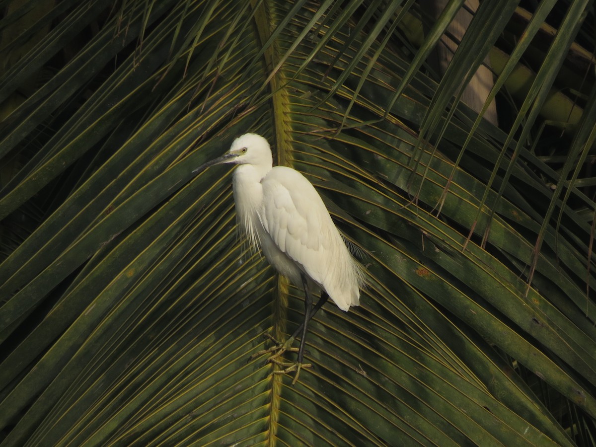 Little Egret - ML646895703