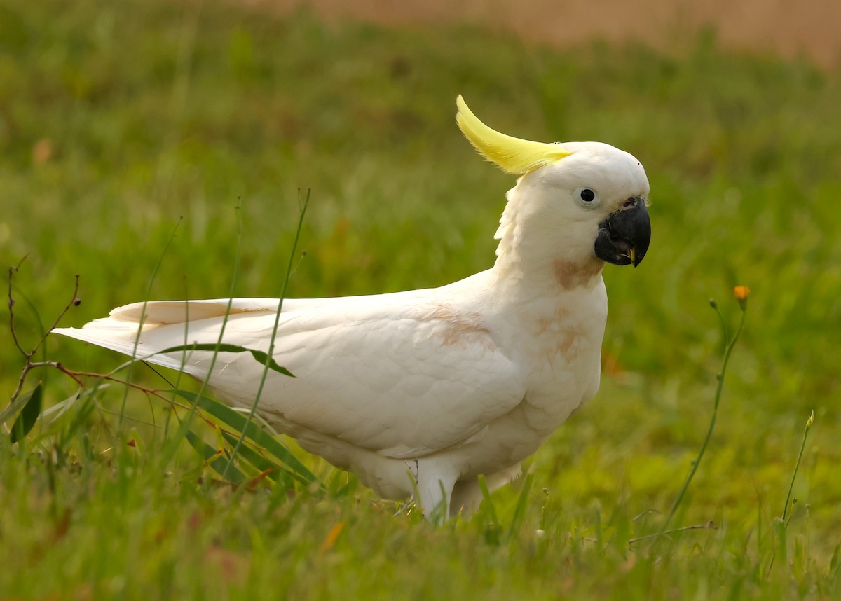 Sulphur-crested Cockatoo - ML646895705