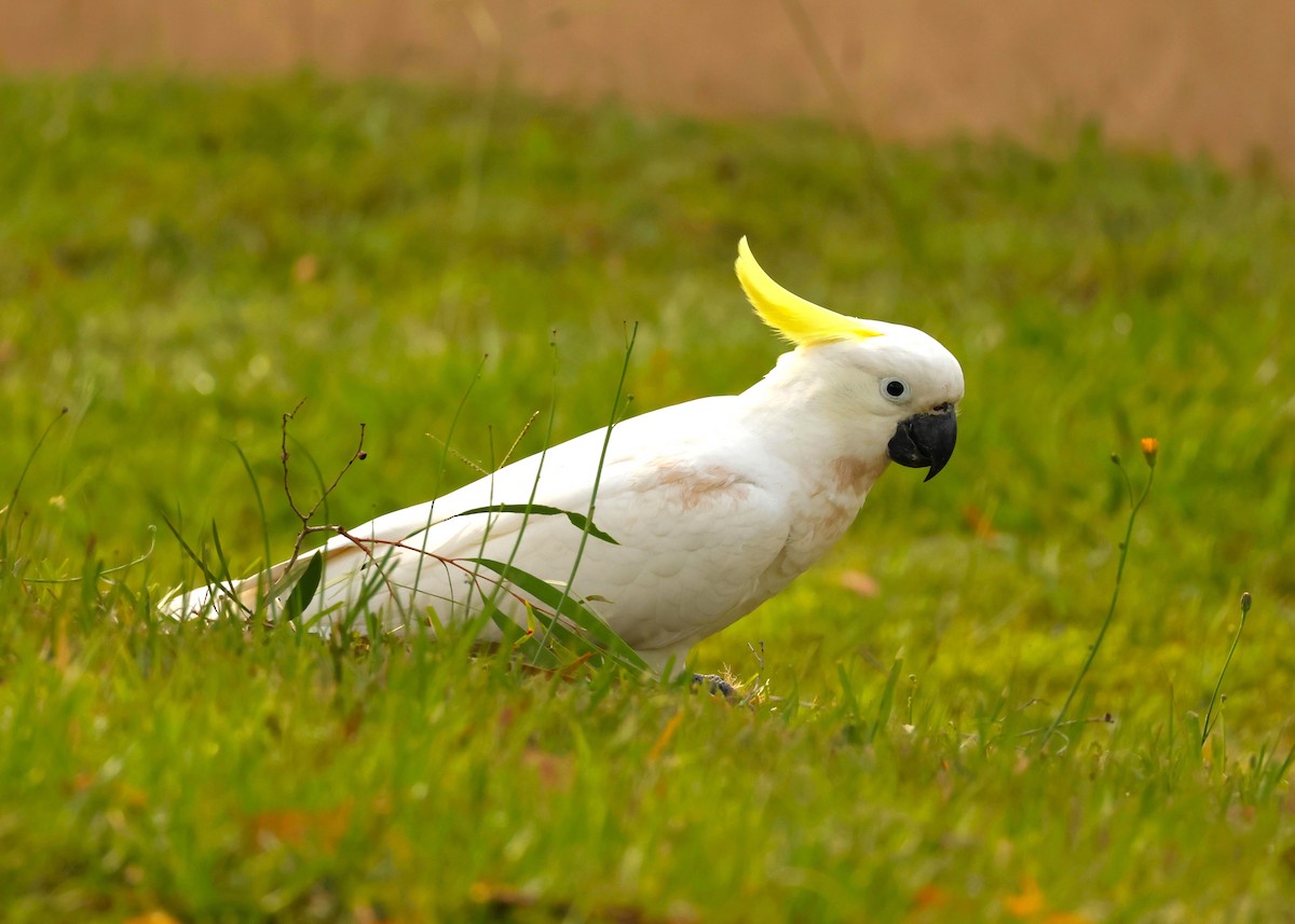 Sulphur-crested Cockatoo - ML646895706