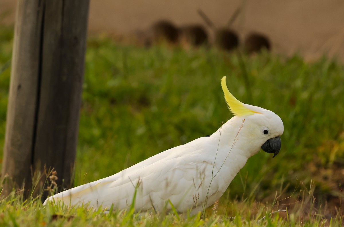 Sulphur-crested Cockatoo - ML646895707