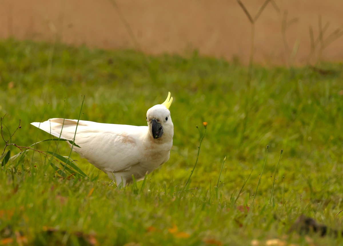 Sulphur-crested Cockatoo - ML646895708