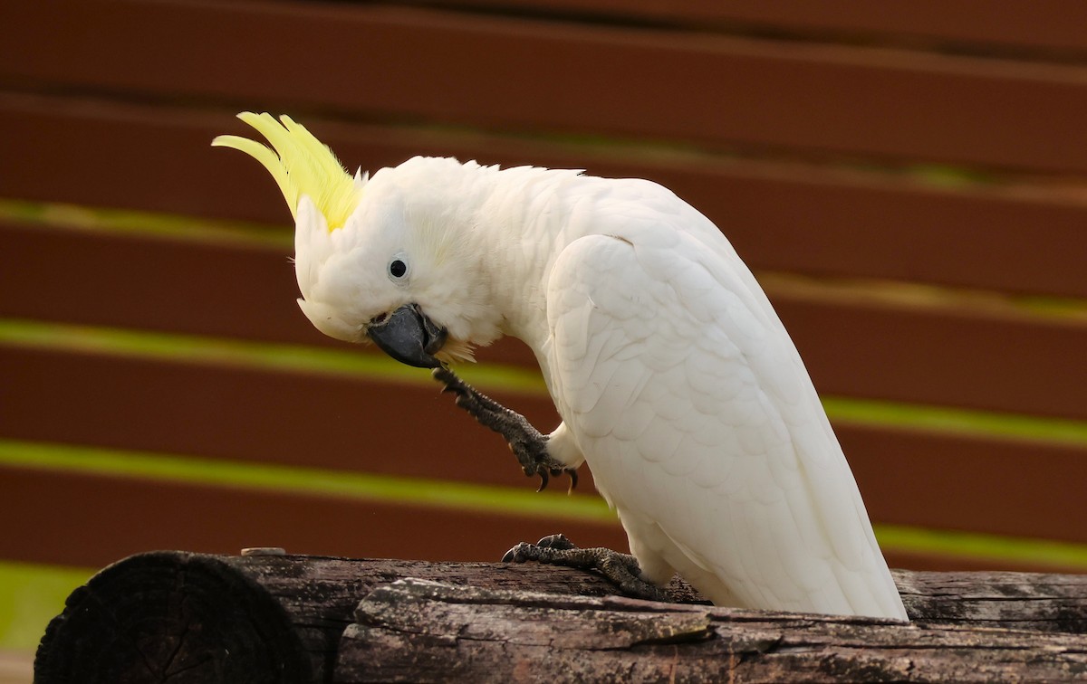 Sulphur-crested Cockatoo - ML646895709