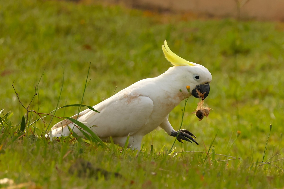 Sulphur-crested Cockatoo - ML646895710