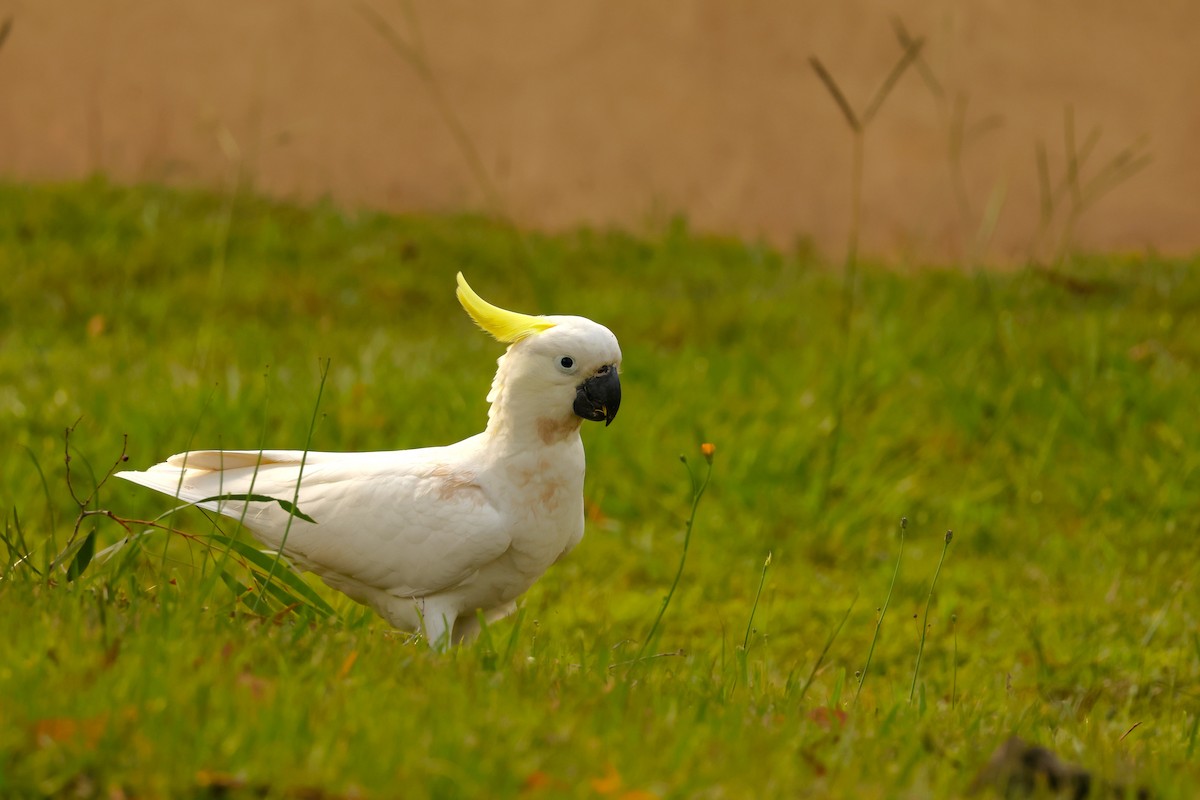 Sulphur-crested Cockatoo - ML646895711