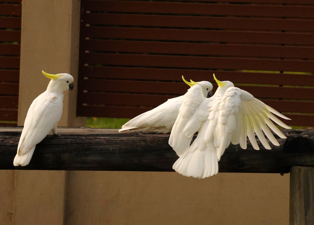 Sulphur-crested Cockatoo - ML646895712
