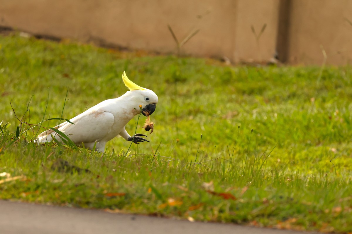 Sulphur-crested Cockatoo - ML646895713