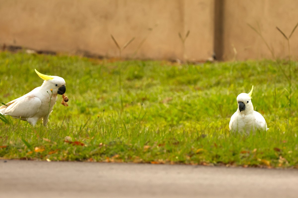 gultoppkakadu - ML646895714