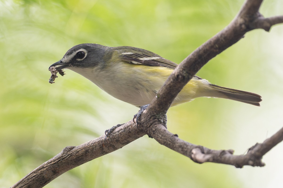 Viréo à tête bleue - ML646895724