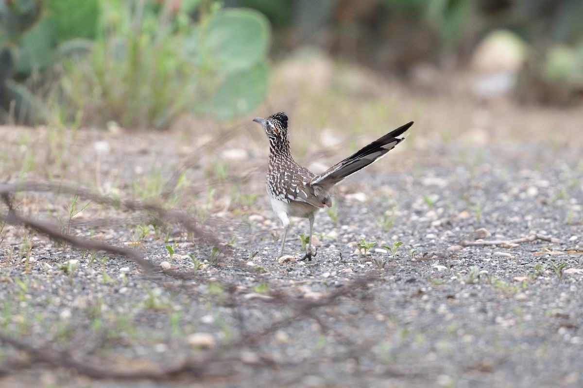 Grand Géocoucou - ML646895732