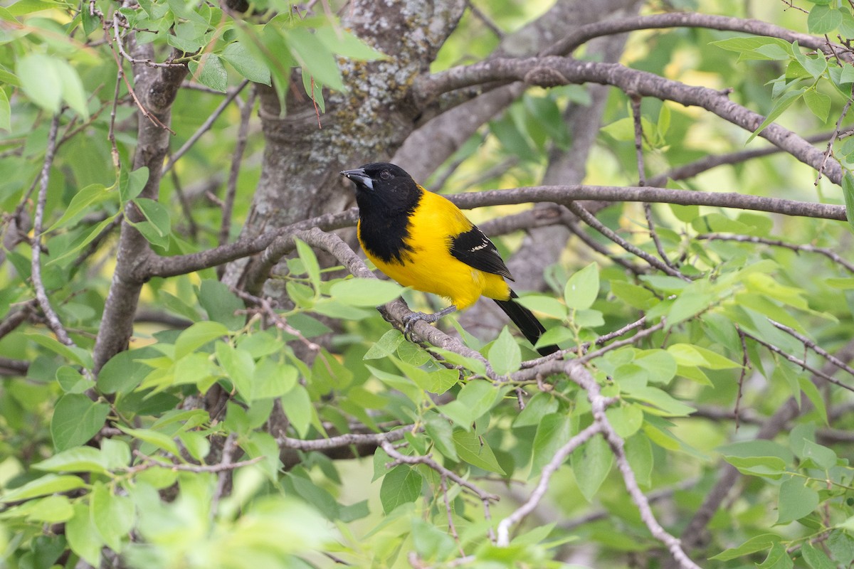Oriole d'Audubon - ML646895737