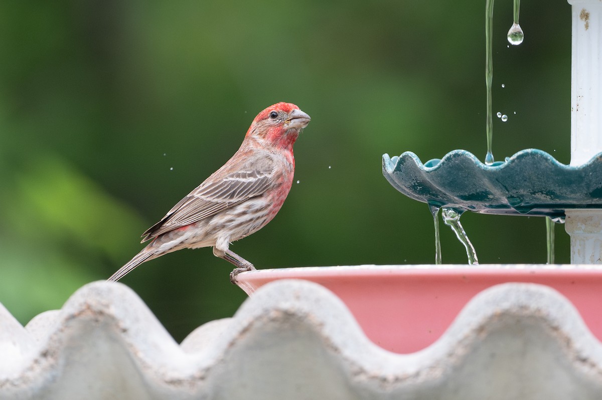 Roselin familier - ML646895743