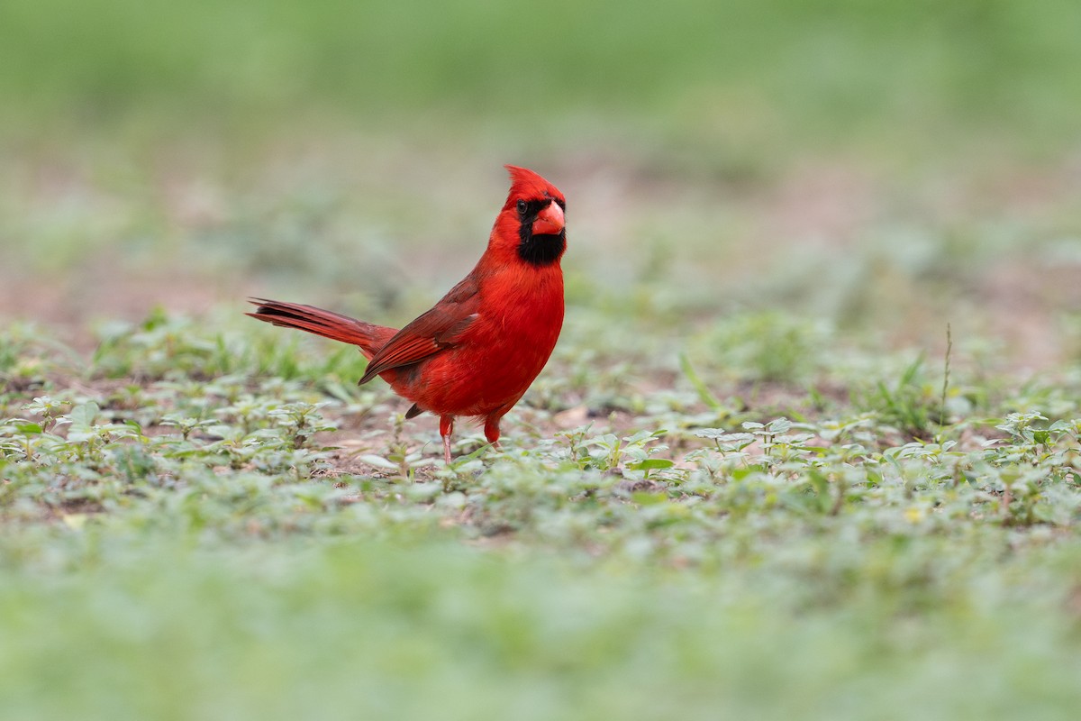 Cardinal rouge - ML646895744