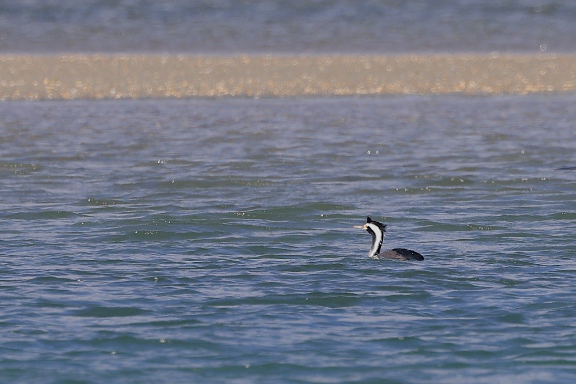 hvithalsflekkskarv - ML646895745