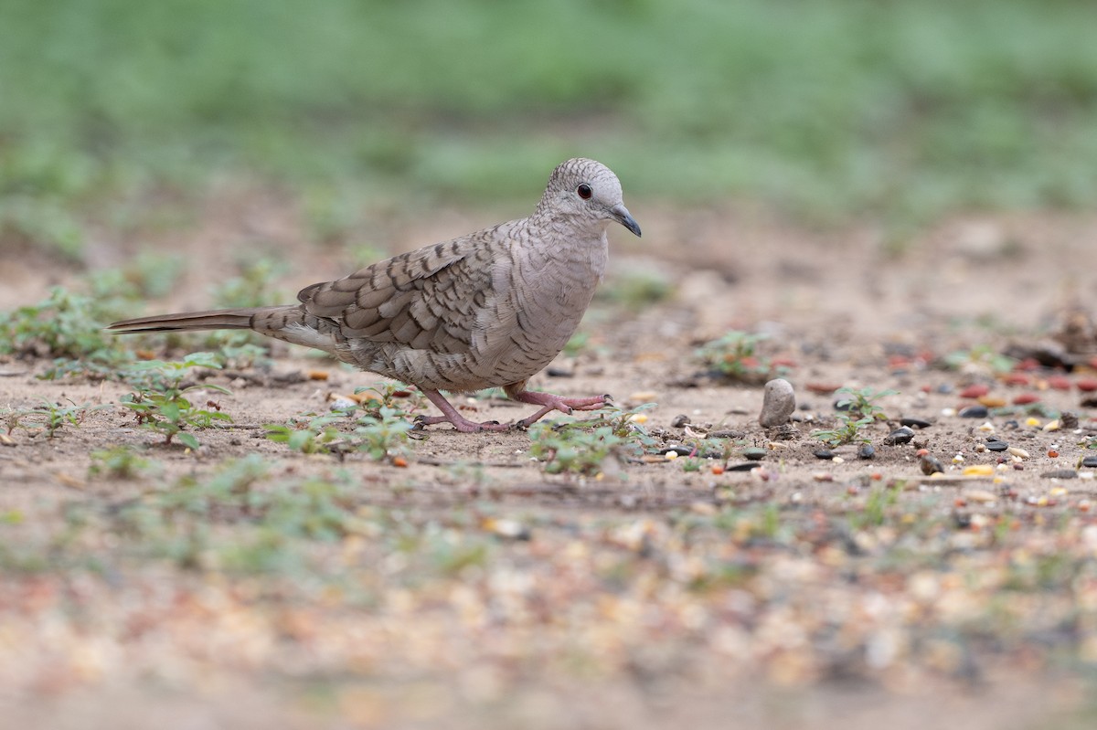 Colombe inca - ML646895746