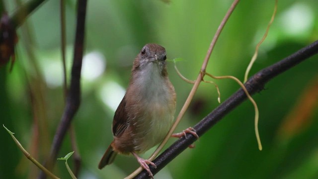 brunryggtimal - ML646895747