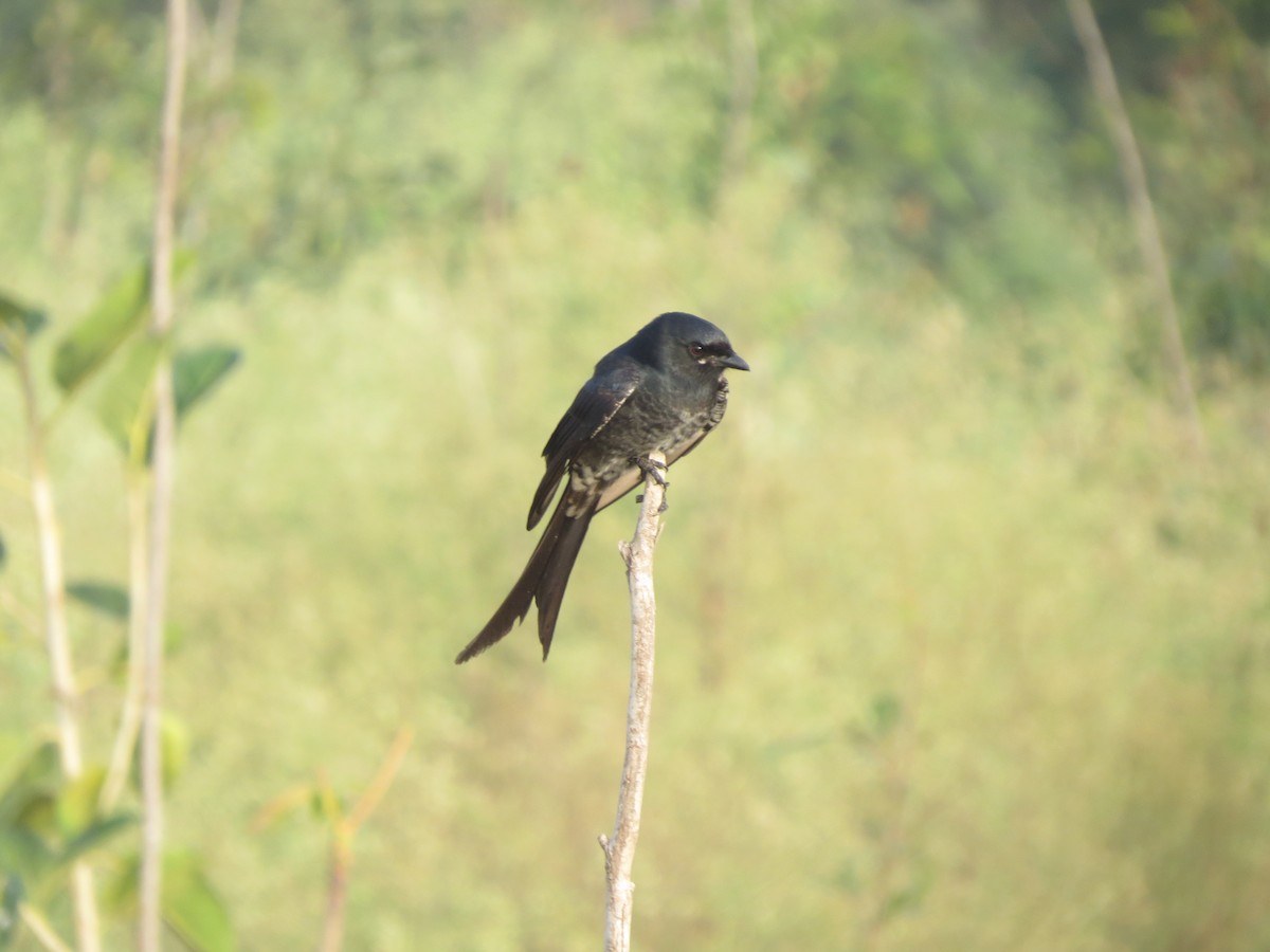 svartdrongo - ML646895750