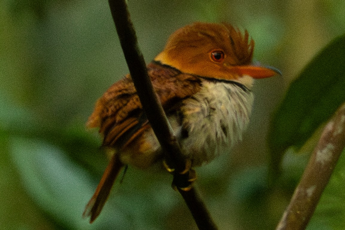 rusthodedovenfugl - ML646895751