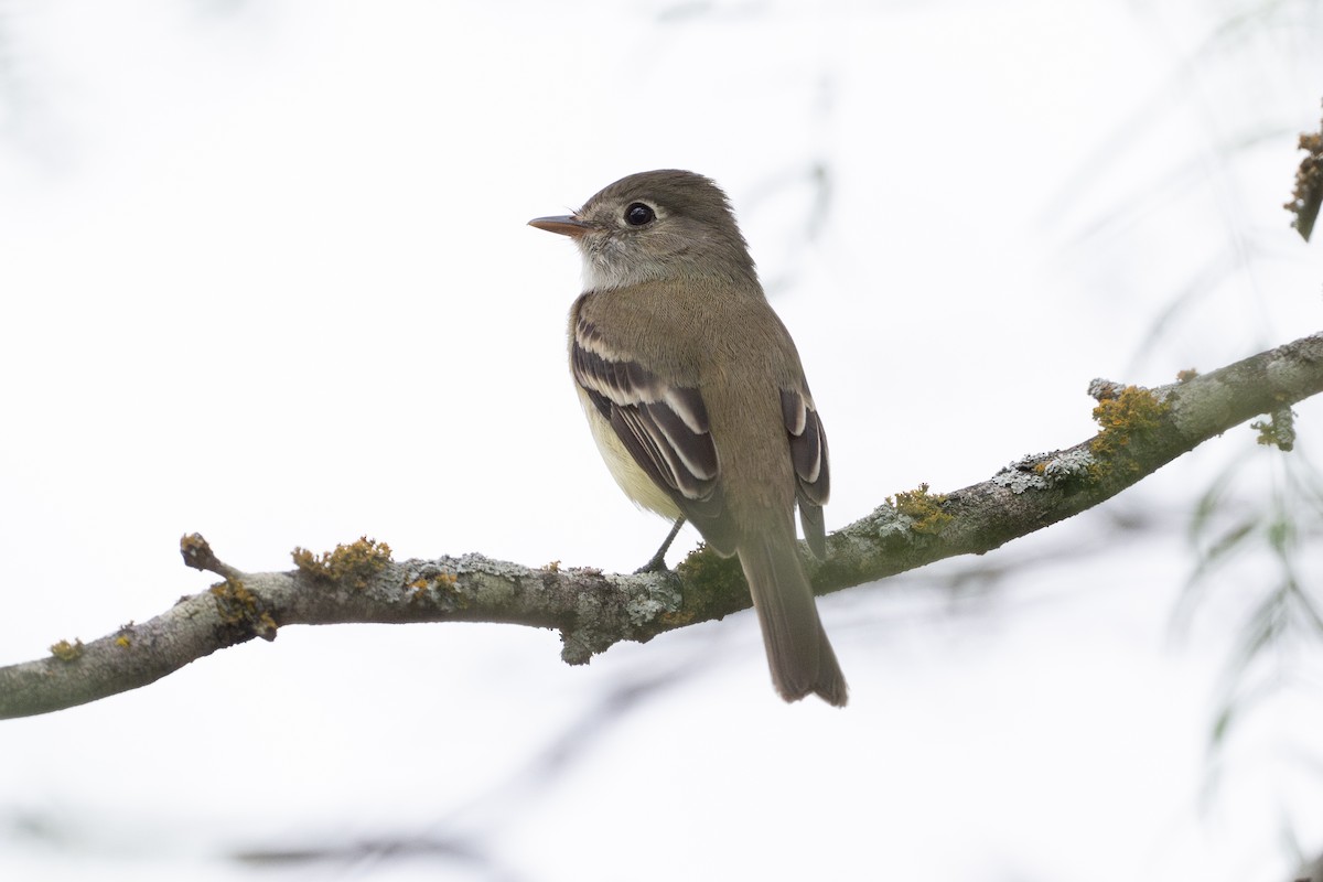 Moucherolle tchébec - ML646895752