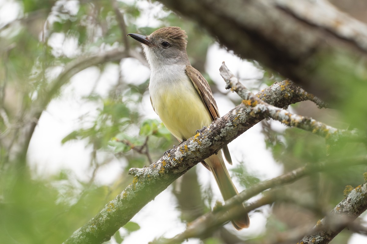 Tyran à gorge cendrée - ML646895753