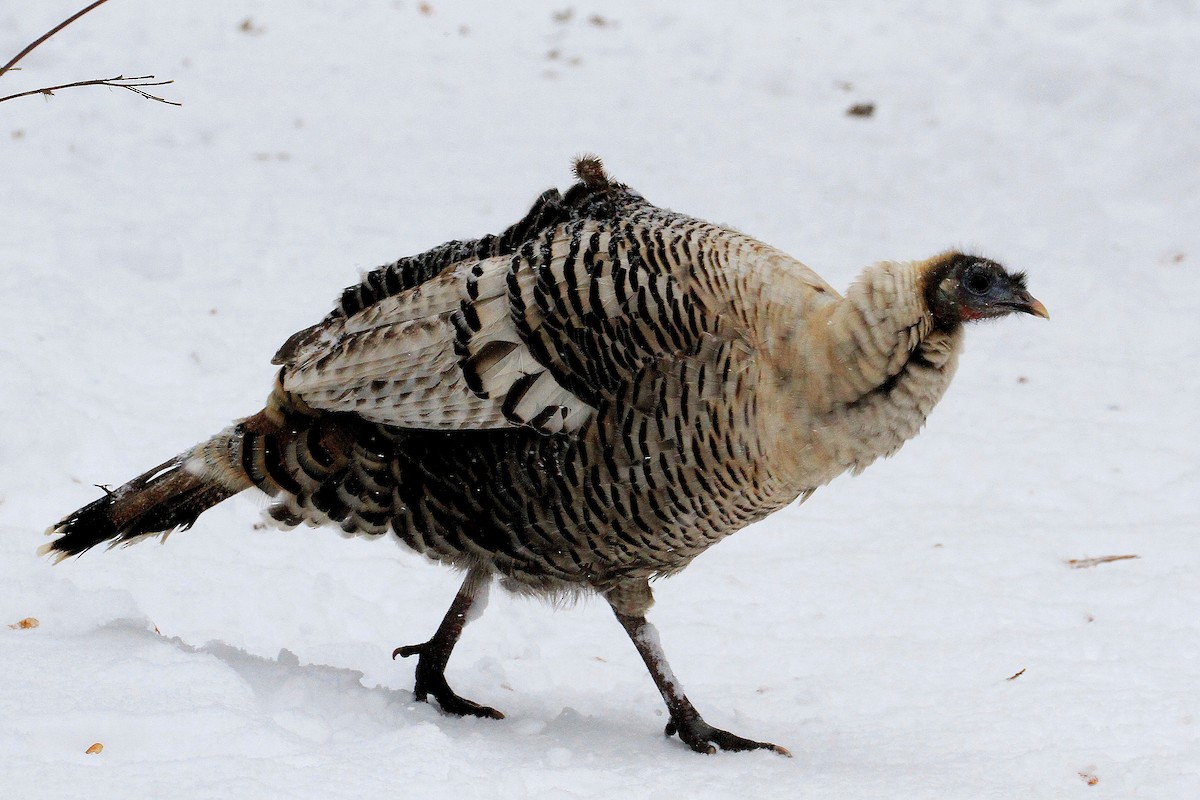 kalkun - ML646895754