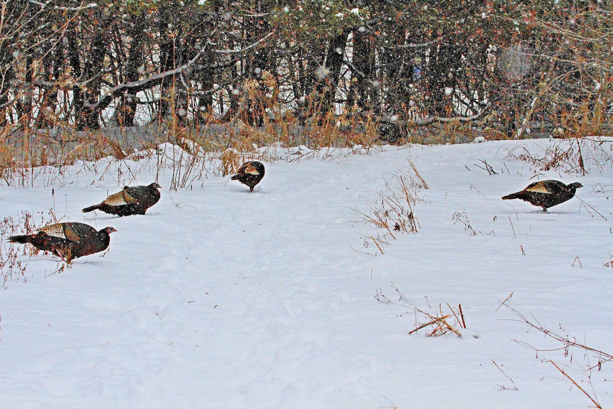 kalkun - ML646895755