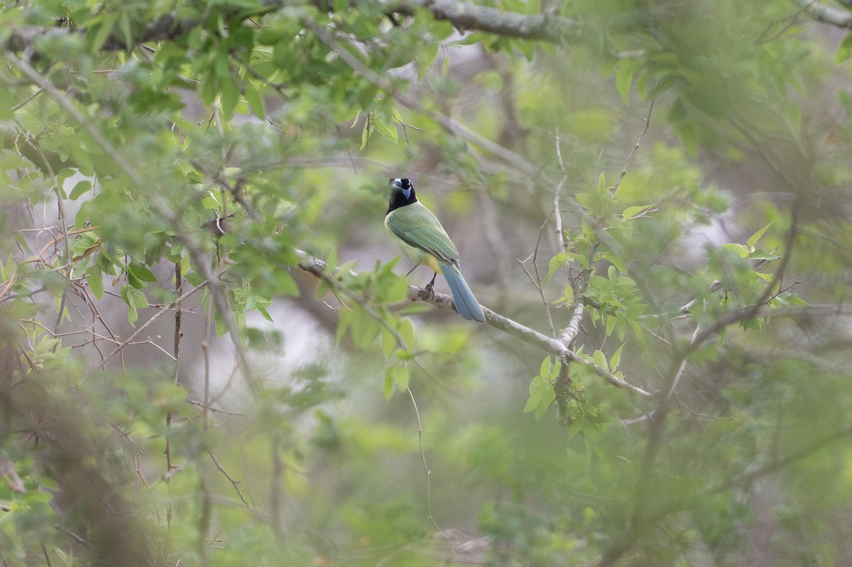 Geai vert - ML646895756