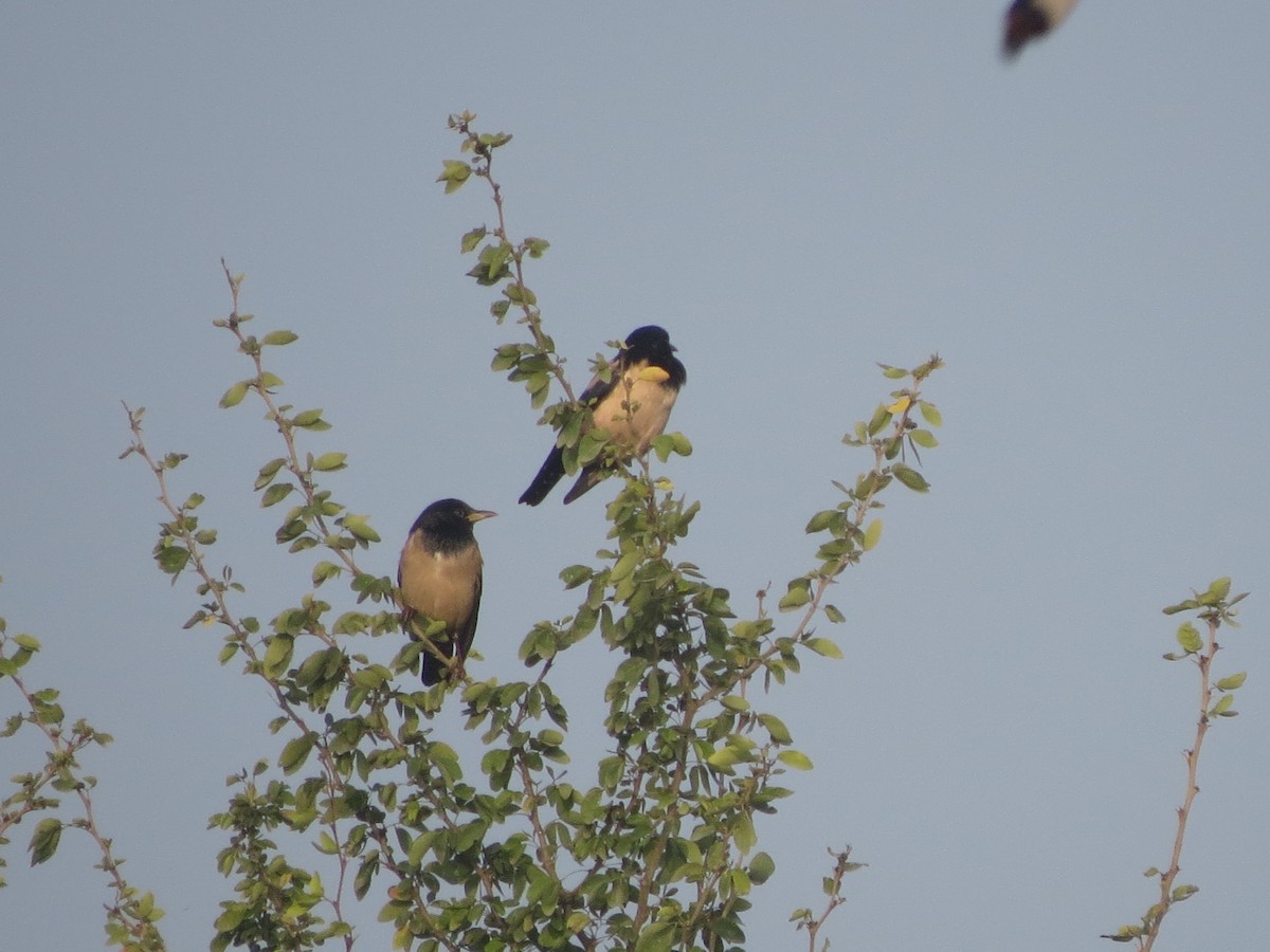 rosenstær - ML646895761