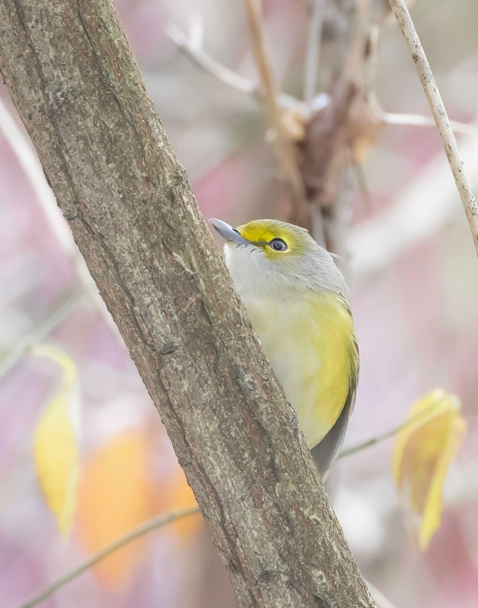 hvitøyevireo - ML646895762