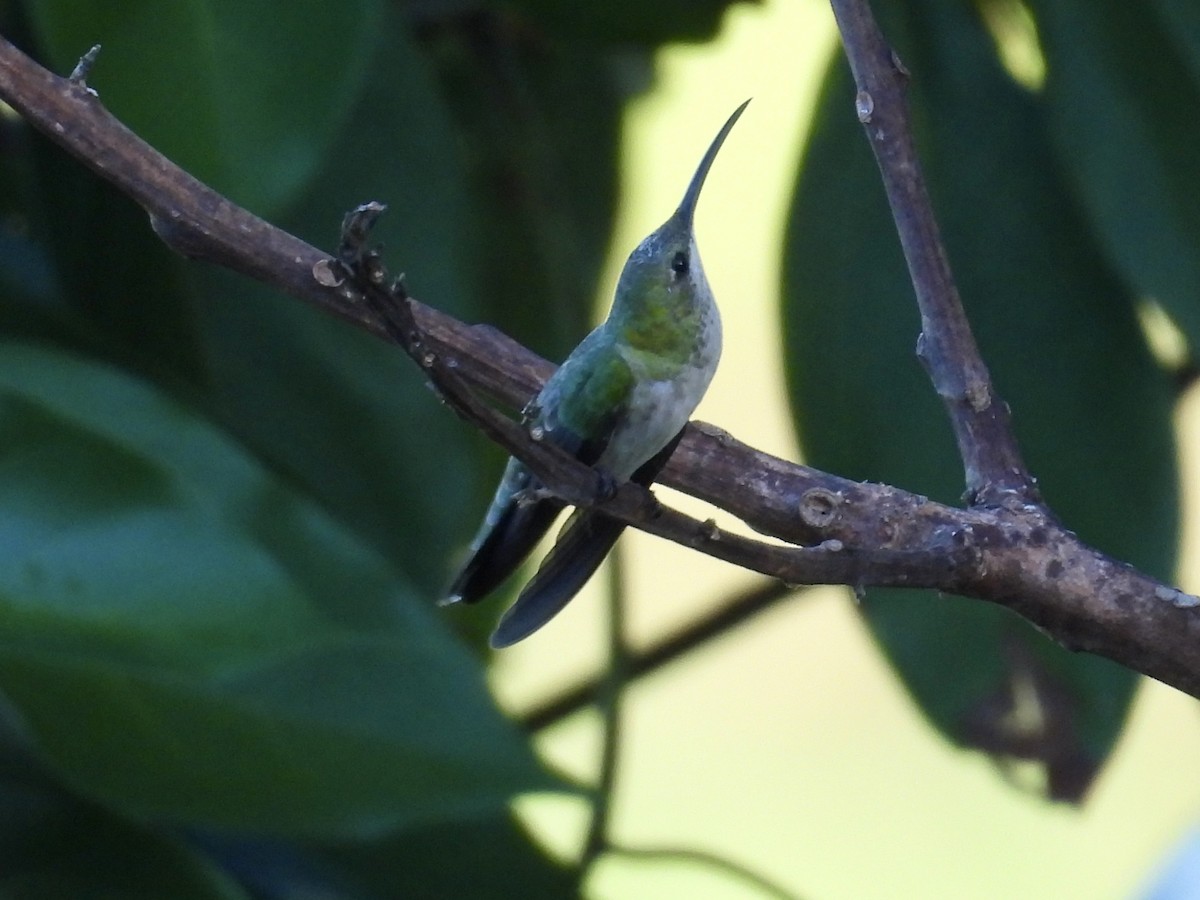 gyllenmango - ML646895763