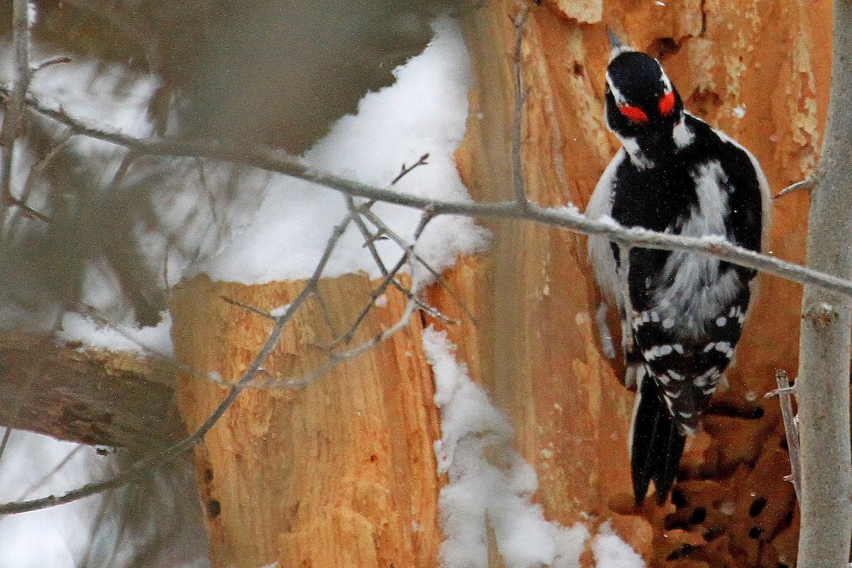 hårspett - ML646895764