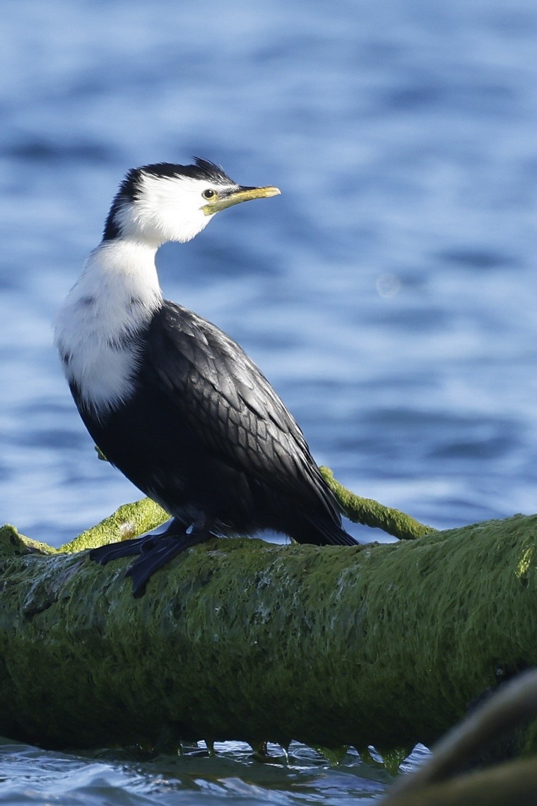 kortnebbskarv - ML646895766