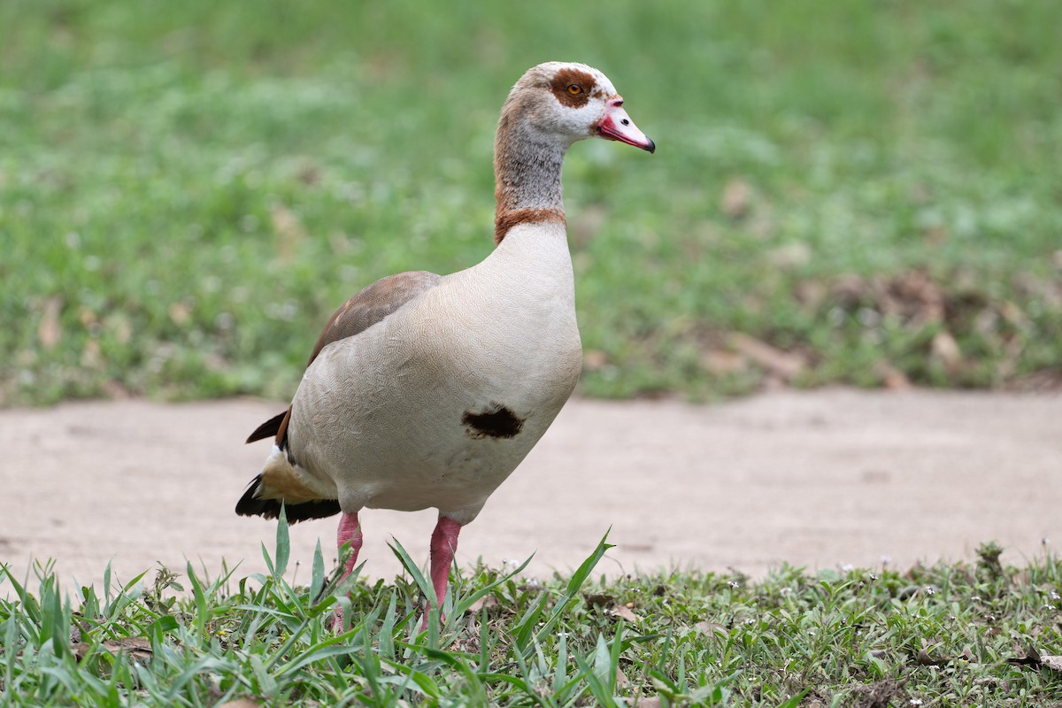 Ouette d'Égypte - ML646895768