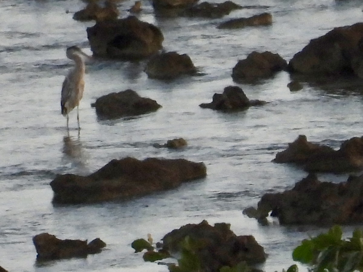 herodiashegre - ML646895770