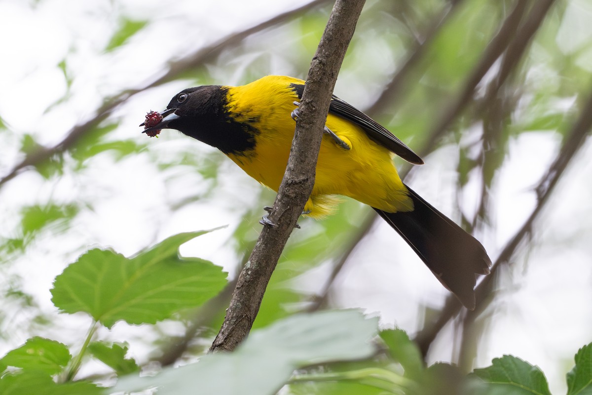Audubon's Oriole - ML646895771