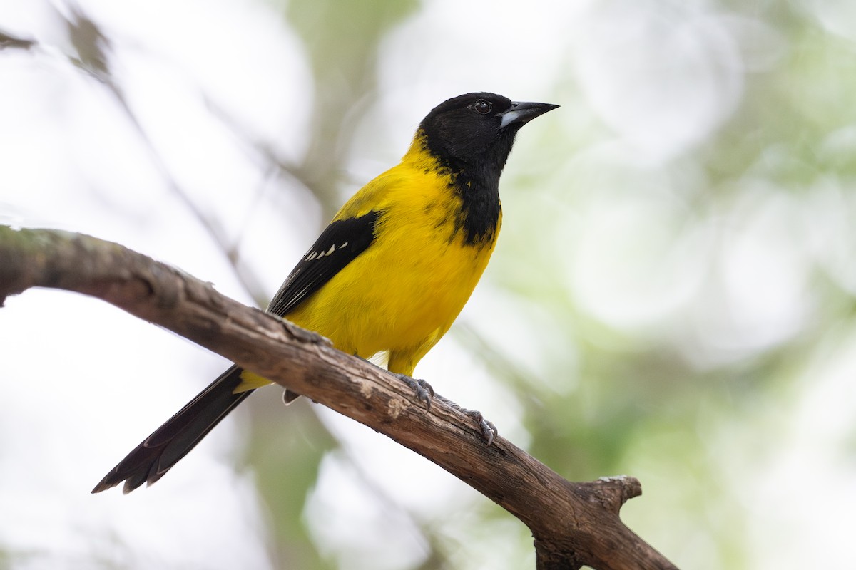 Audubon's Oriole - ML646895772