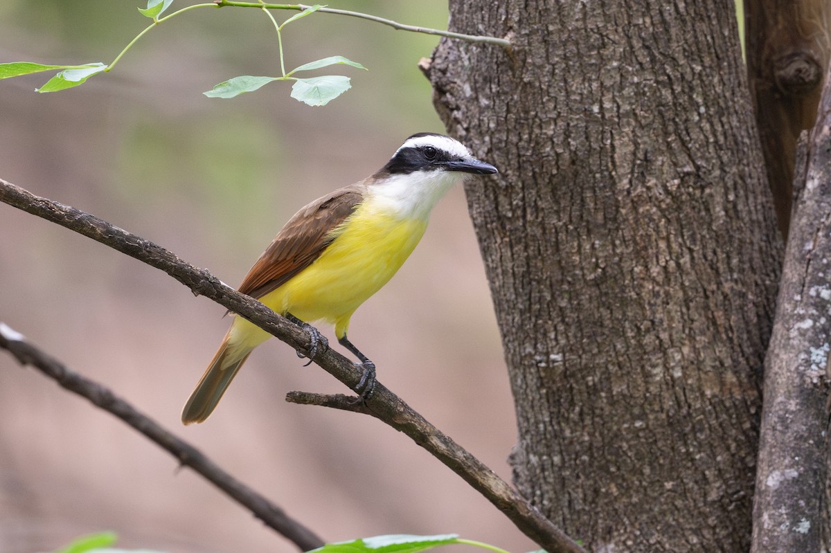 Great Kiskadee - ML646895773