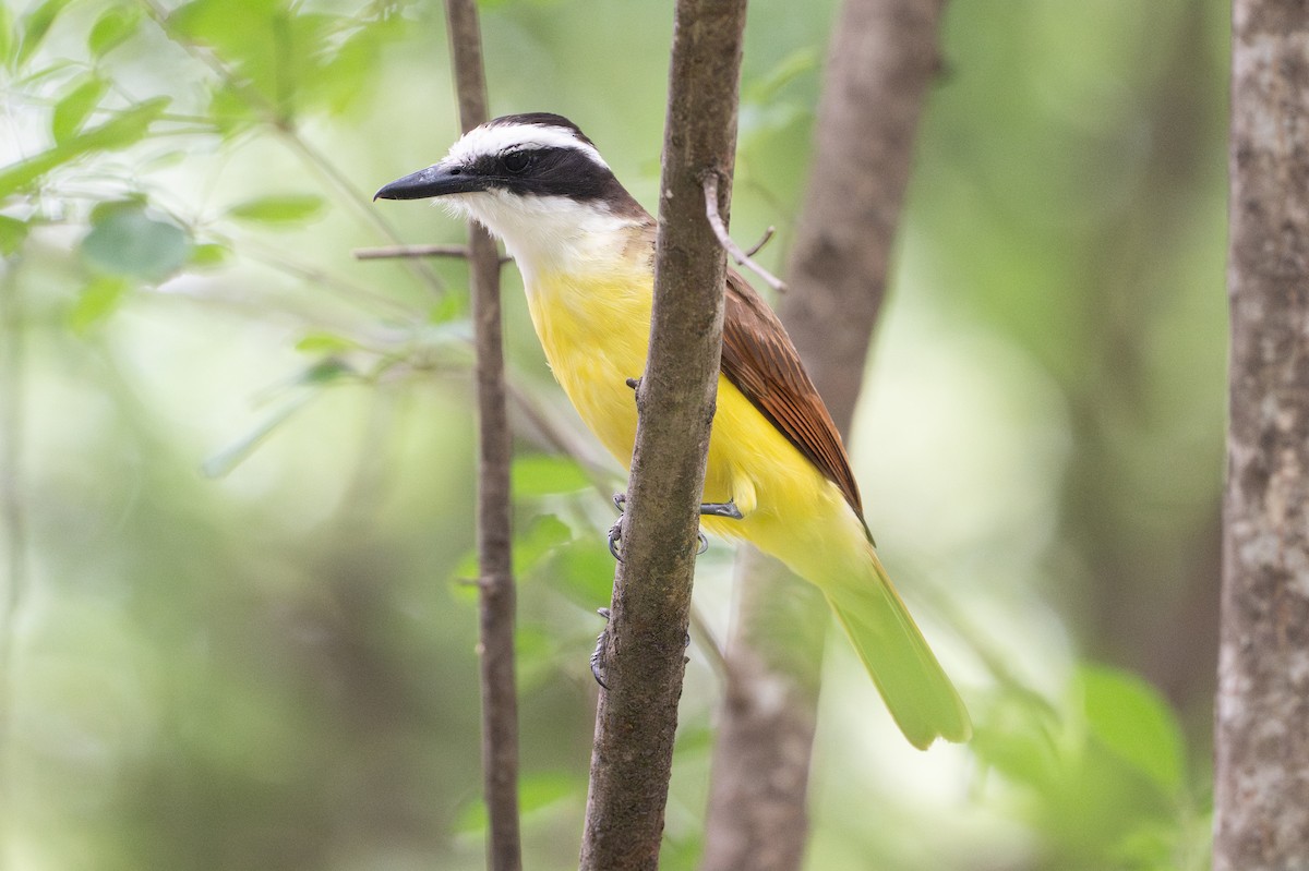 Great Kiskadee - ML646895774
