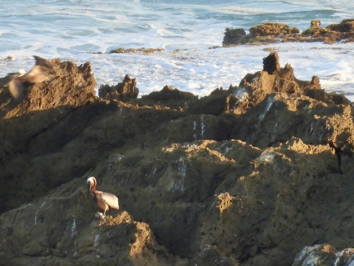 brunpelikan - ML646895775