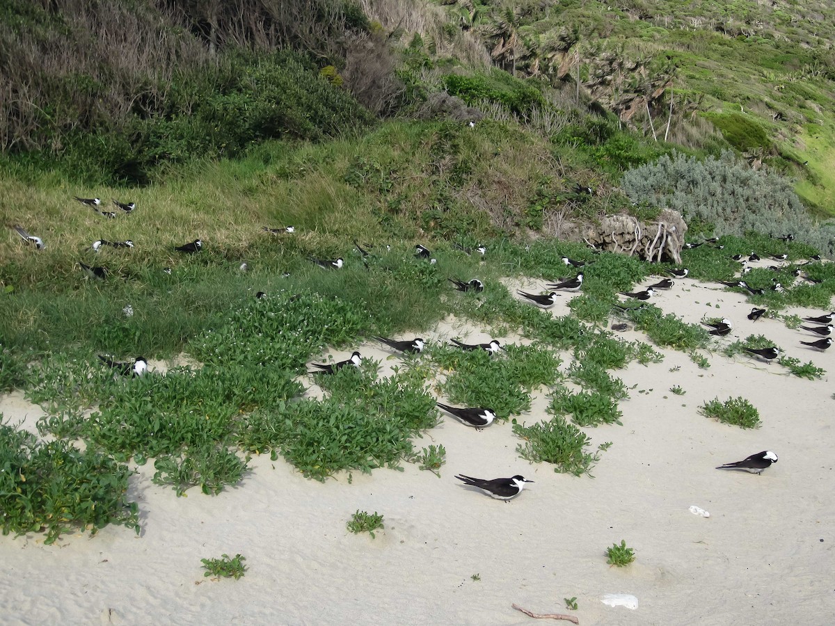 烏領燕鷗 - ML646895776