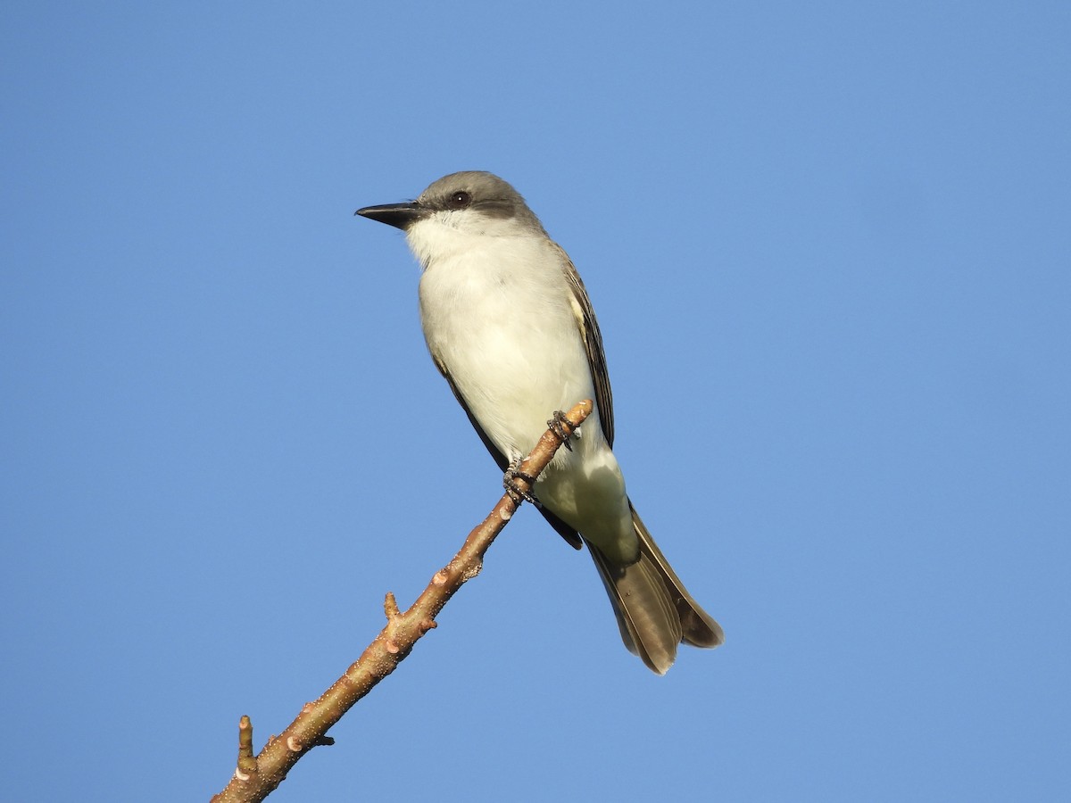 Gray Kingbird - ML646895778