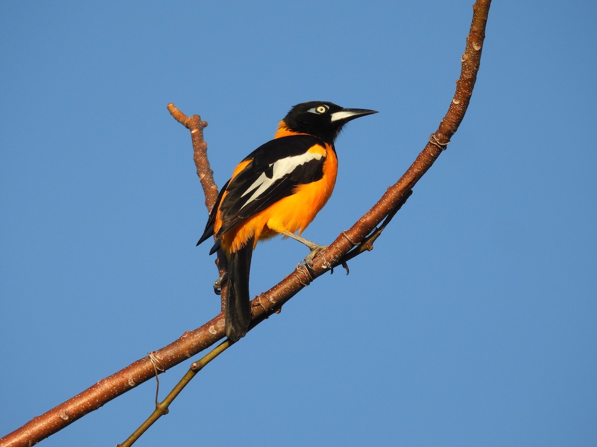 Venezuelan Troupial - ML646895780