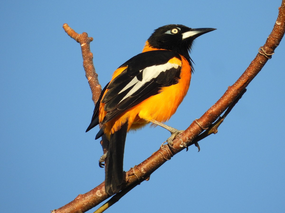 Venezuelan Troupial - ML646895781