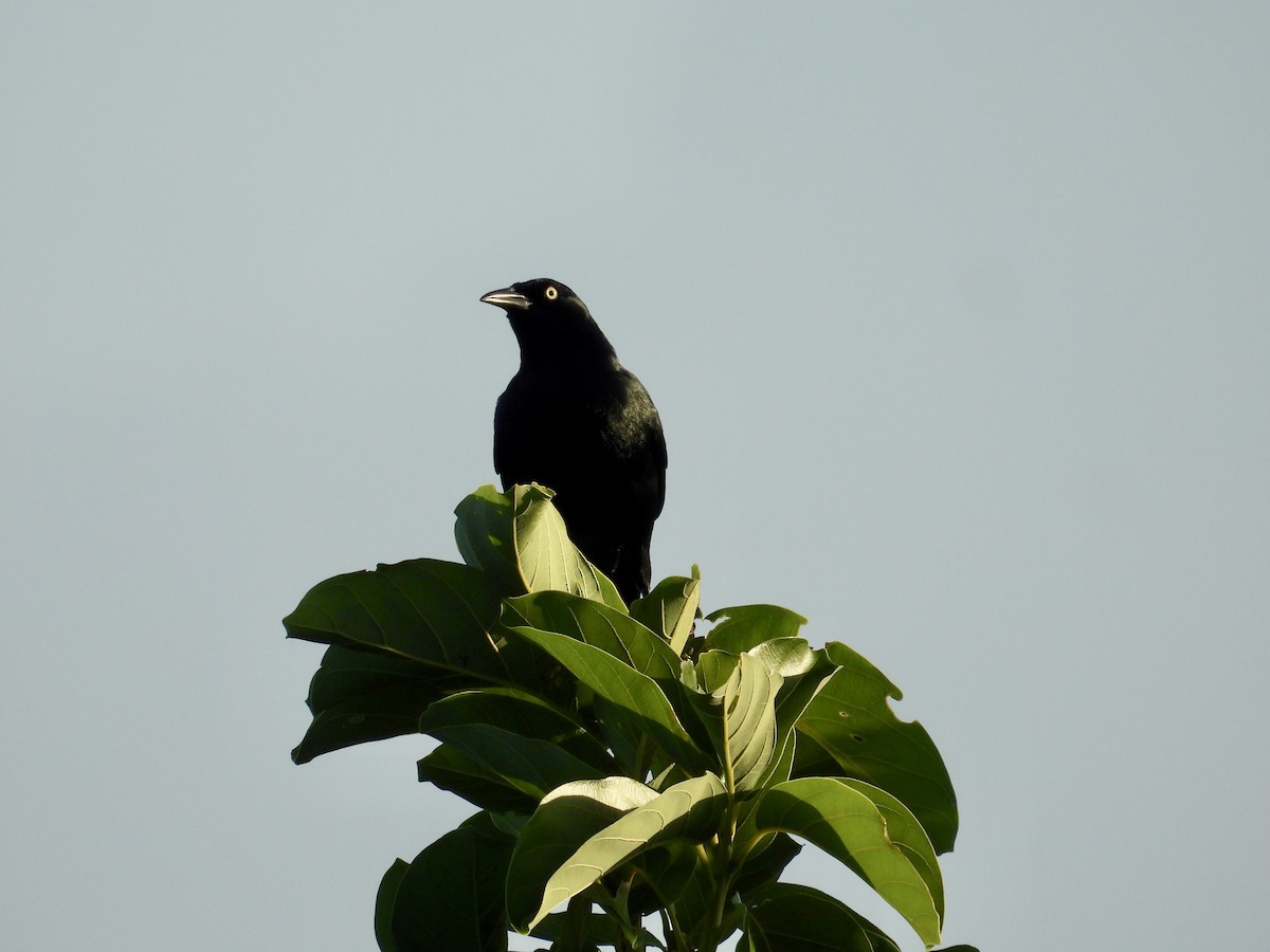 Greater Antillean Grackle - ML646895784