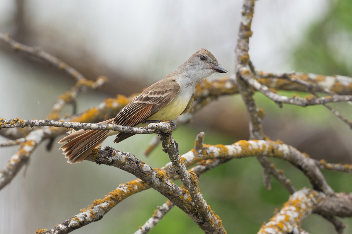 Brown-crested Flycatcher - ML646895787