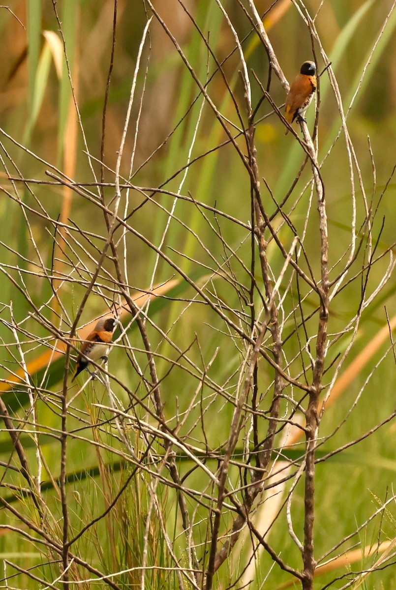 Chestnut-breasted Munia - ML646895789