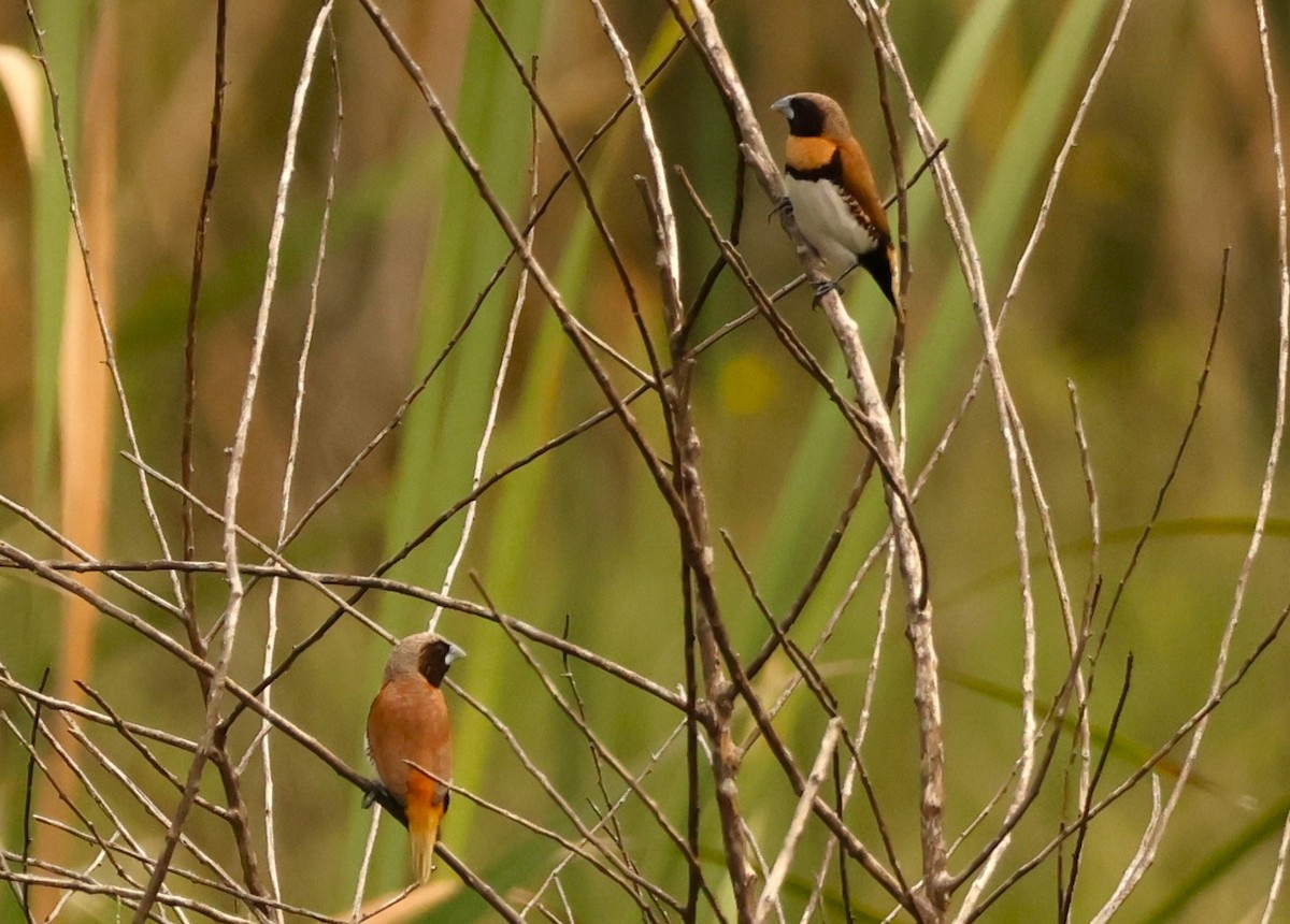 Chestnut-breasted Munia - ML646895790
