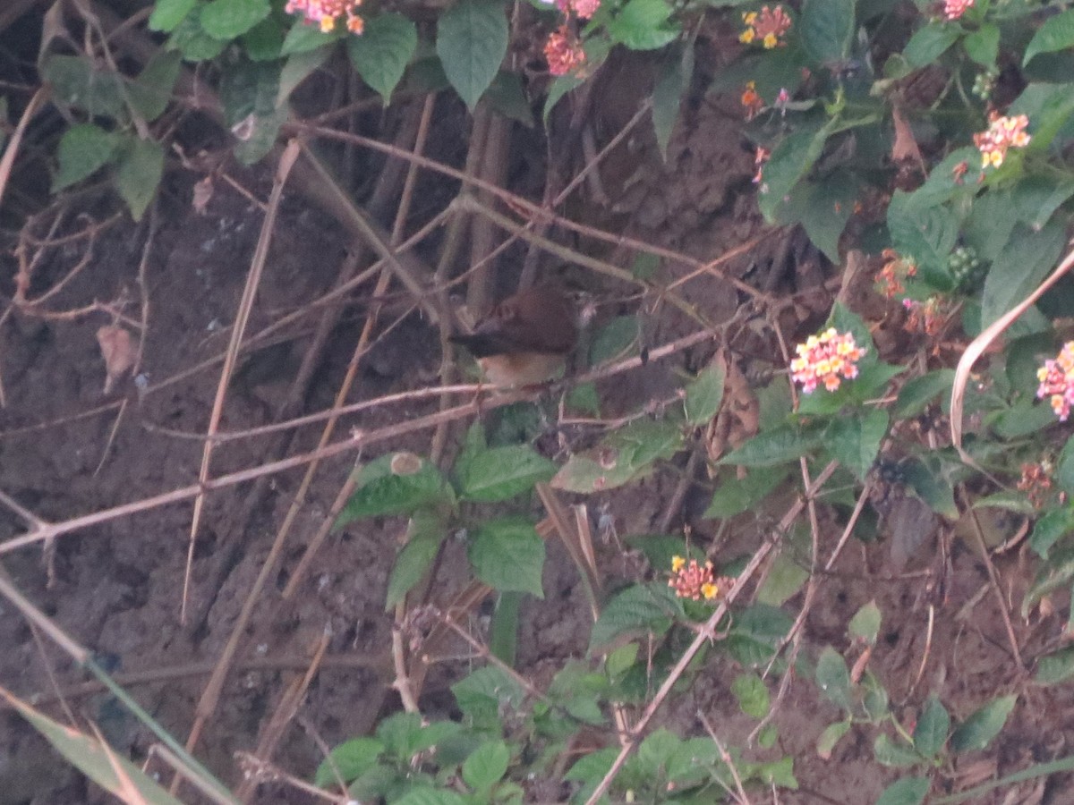 稻田葦鶯 - ML646895791