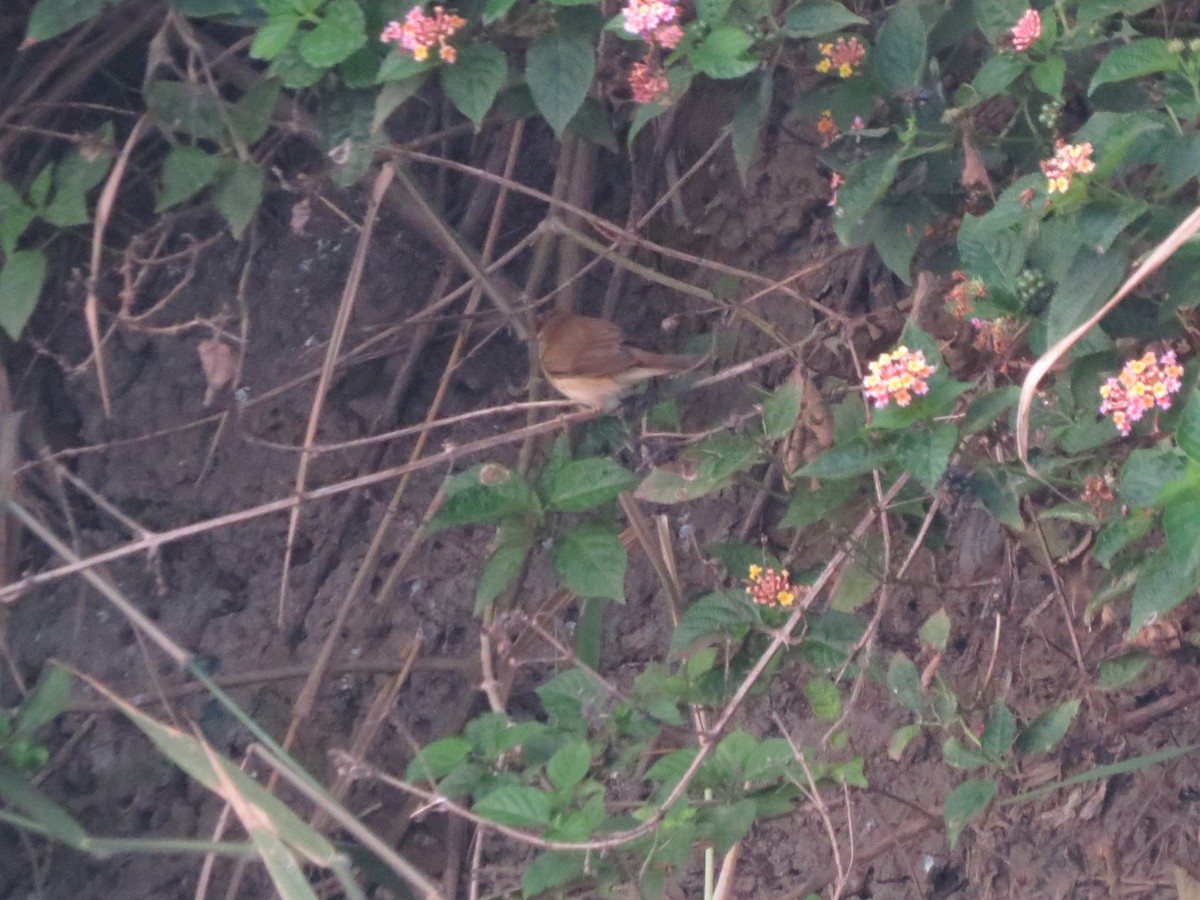 稻田葦鶯 - ML646895792